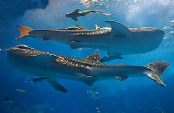 The whalesharks at Churaumi Public Aquarium, Okinawa, Jap... by Michael Arvedlund 